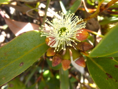 Coast gum (Eucalyptus diversifolia)