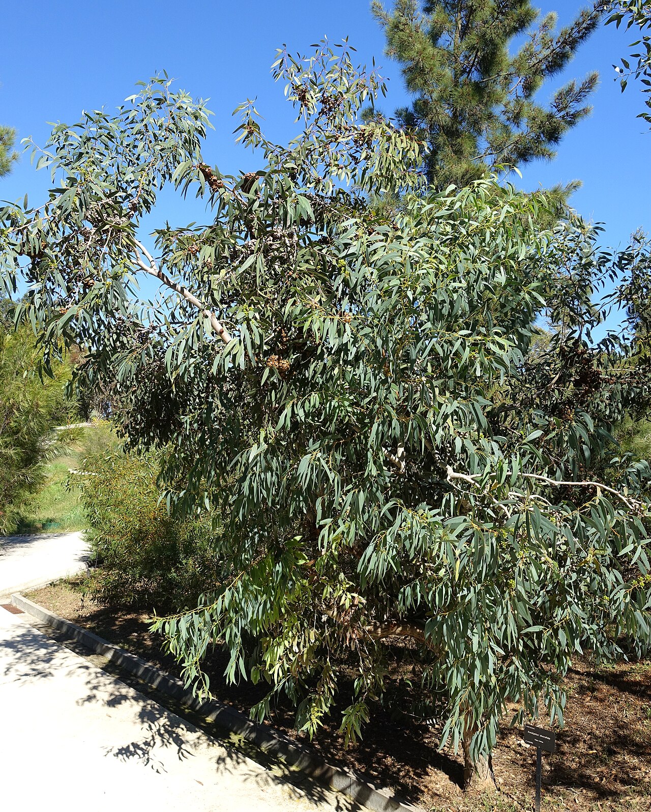 Coast gum: Botanical specimen in the Jardín Botánico de Barcelona - Barcelona, Spain.