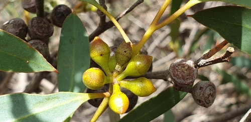 Coast gum (Eucalyptus diversifolia)