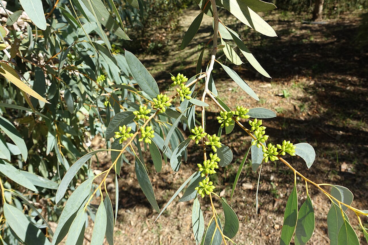 Coast gum: Eucalyptus diversifolia in the Jardín Botánico de Barcelona - Barcelona, Spain.