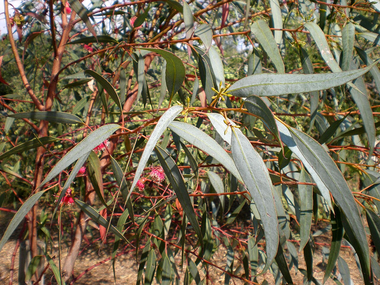 Coast gum: Jardín Botánico de Barcelona.