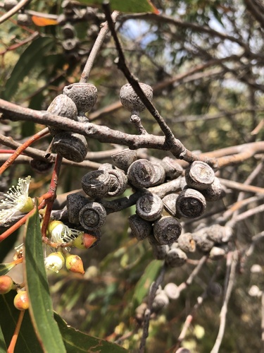 Coast gum (Eucalyptus diversifolia)