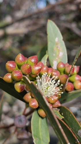 Coast gum (Eucalyptus diversifolia)