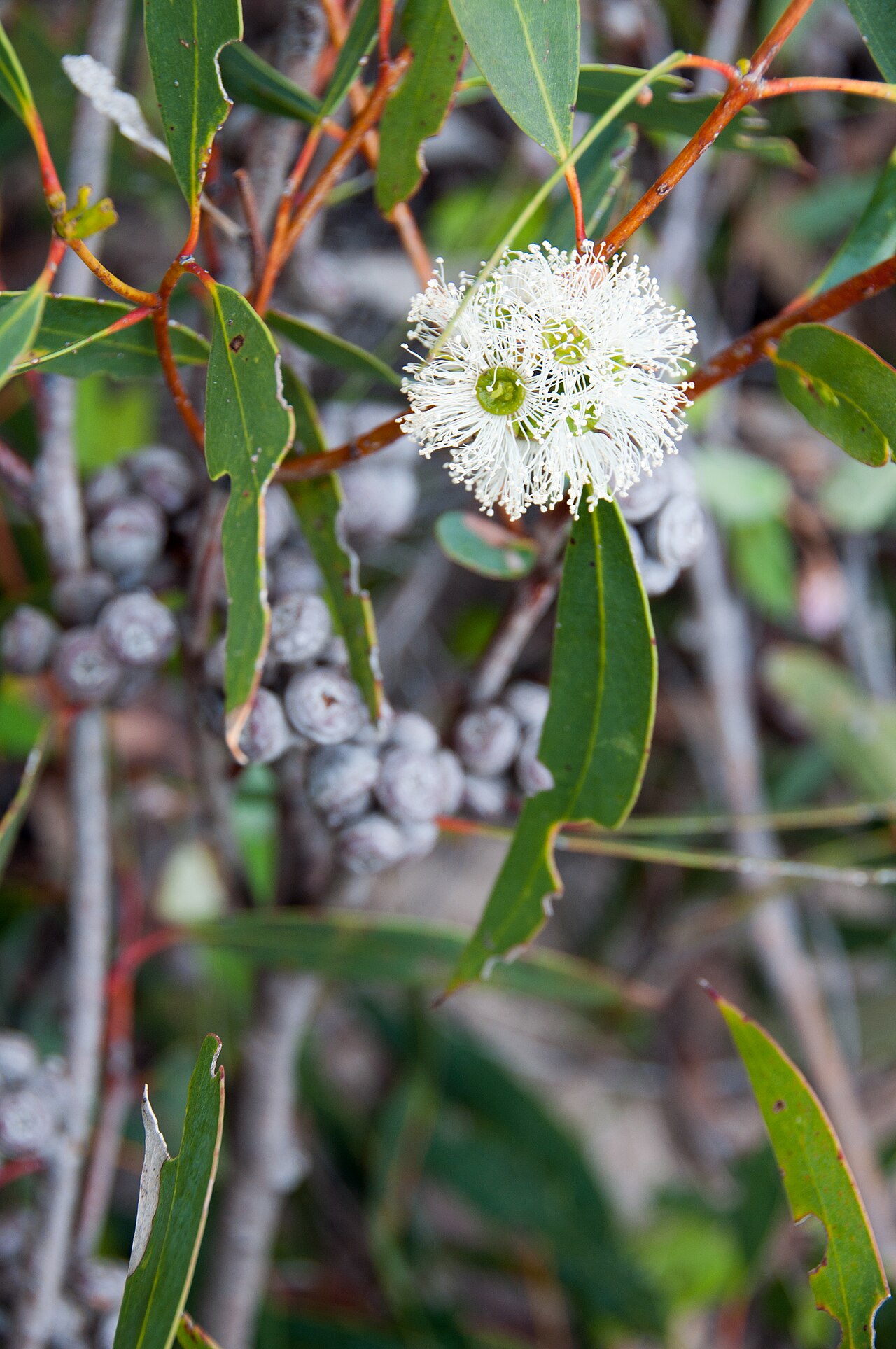 Coast gum: Eucalyptus diversifolia — soap mallee. On Kangaroo Island.