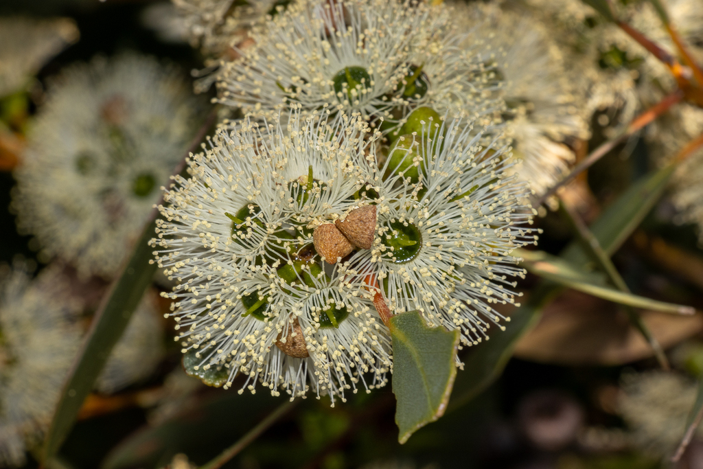 Coast gum (Eucalyptus diversifolia)