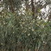 Tasmanian bluegum (Eucalyptus globulus)
