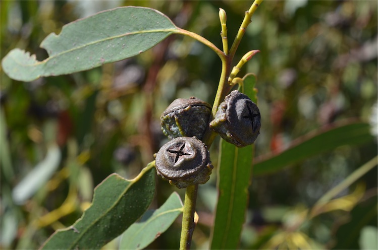 Tasmanian bluegum: Fruit of Eucalyptus globulus subsp. globulus near Sandy Bay on the outskirts of Hobart, Tasmania