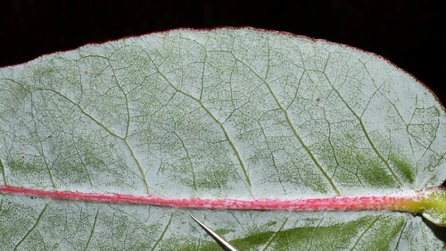 Tasmanian bluegum (Eucalyptus globulus)