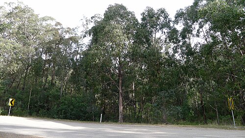 Tasmanian bluegum: Gippsland Blue Gum, Eucalyptus pseudoglobulus . Waterford Gippsland Victoria Australia, September 2011.