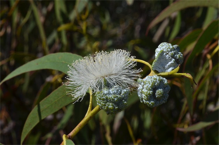 Tasmanian bluegum: Flower buds of Eucalyptus globulus subsp. globulus near Sandy Bay on the outskirts of Hobart, Tasmania