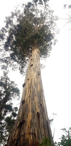 Tasmanian bluegum (Eucalyptus globulus)