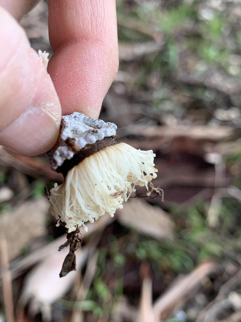 Tasmanian bluegum (Eucalyptus globulus)