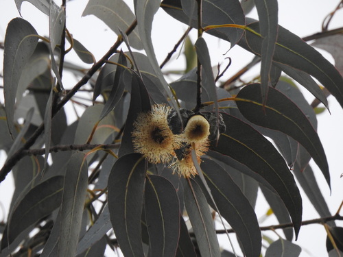 Tasmanian bluegum (Eucalyptus globulus)