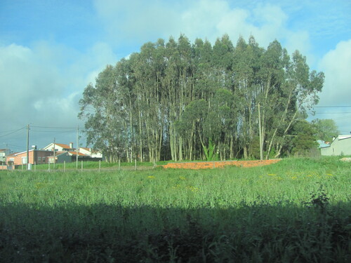 Tasmanian bluegum (Eucalyptus globulus)