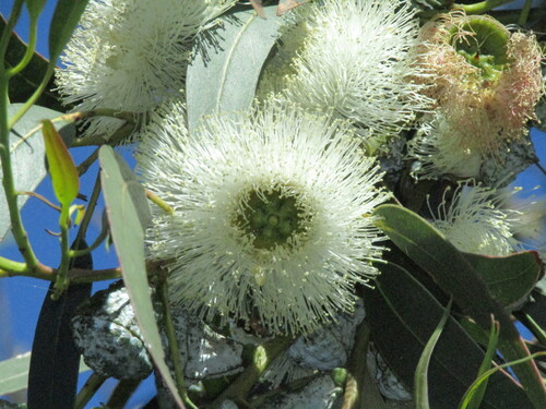 Tasmanian bluegum (Eucalyptus globulus)