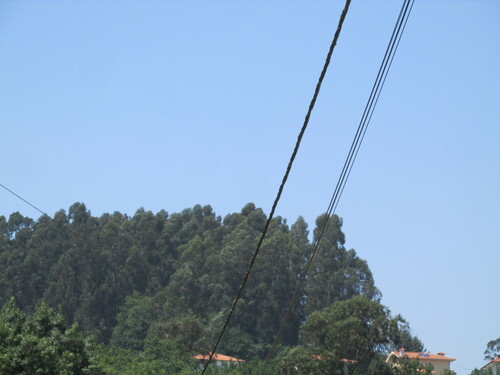Tasmanian bluegum (Eucalyptus globulus)