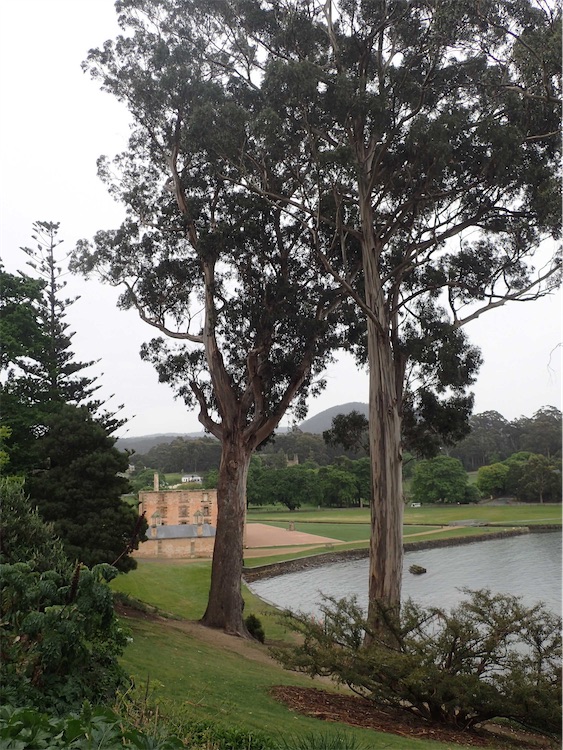 Tasmanian bluegum: Eucalyptus globulus subsp. globulus at the Port Arthur World Heritage Site, Tasmania