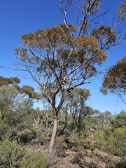 March mallee (Eucalyptus leptophylla)
