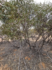 March mallee (Eucalyptus leptophylla)