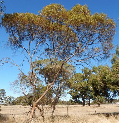March mallee: Eucalyptus leptophylla near Keith, South Australia