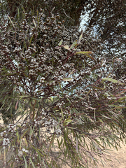 March mallee (Eucalyptus leptophylla)