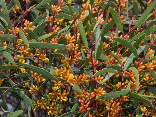 March mallee (Eucalyptus leptophylla)