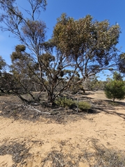 March mallee (Eucalyptus leptophylla)