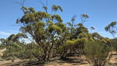 March mallee (Eucalyptus leptophylla)