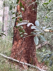 Australian tallowwood (Eucalyptus microcorys)