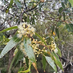 Australian tallowwood (Eucalyptus microcorys)