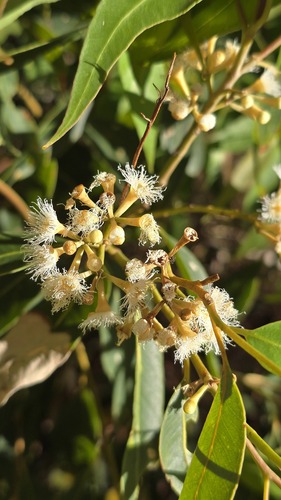 Australian tallowwood (Eucalyptus microcorys)