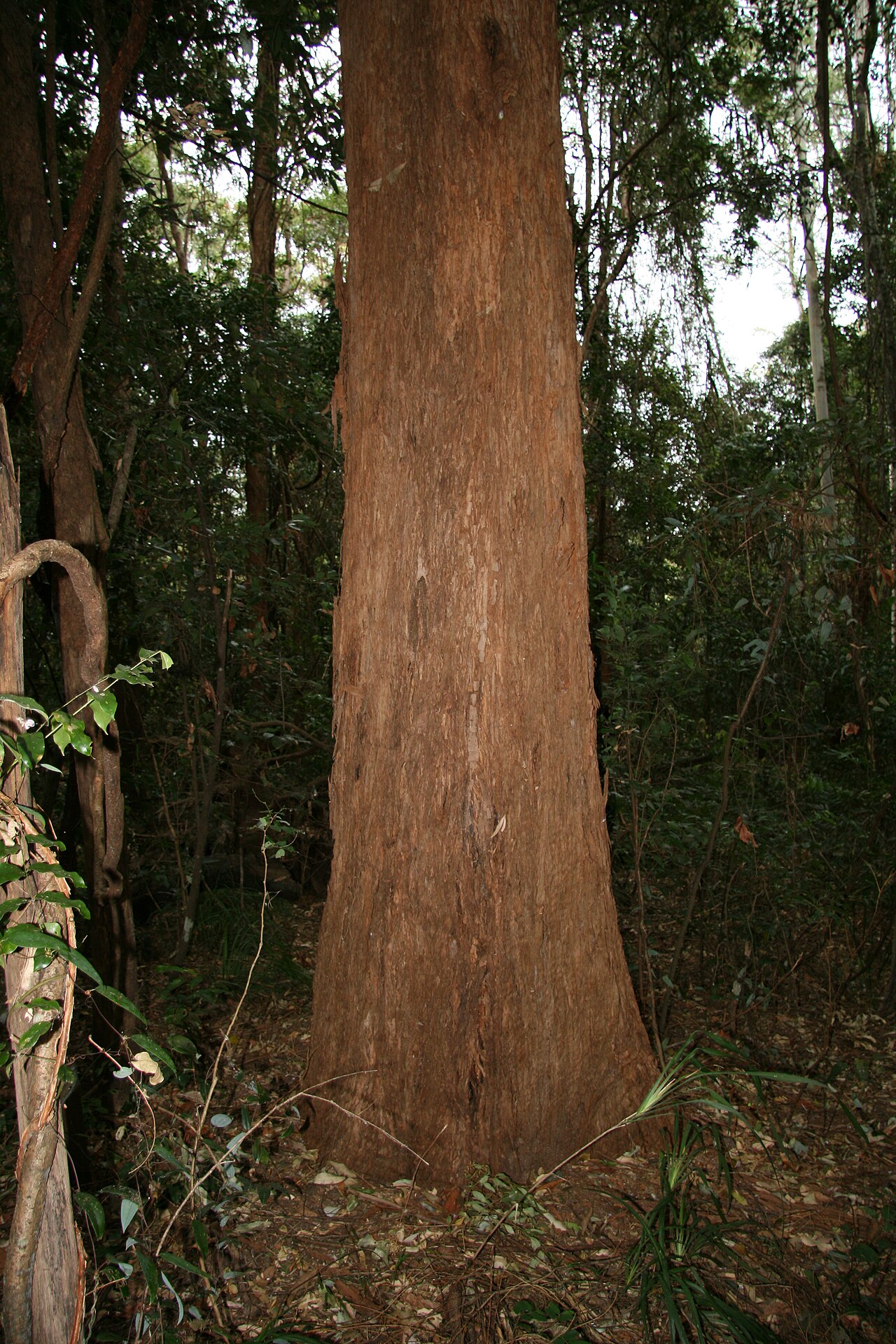 Australian tallowwood: Eucalyptus microcorys, Alex Forest Conservation Area, Alexandra Headland, Sunshine Coast