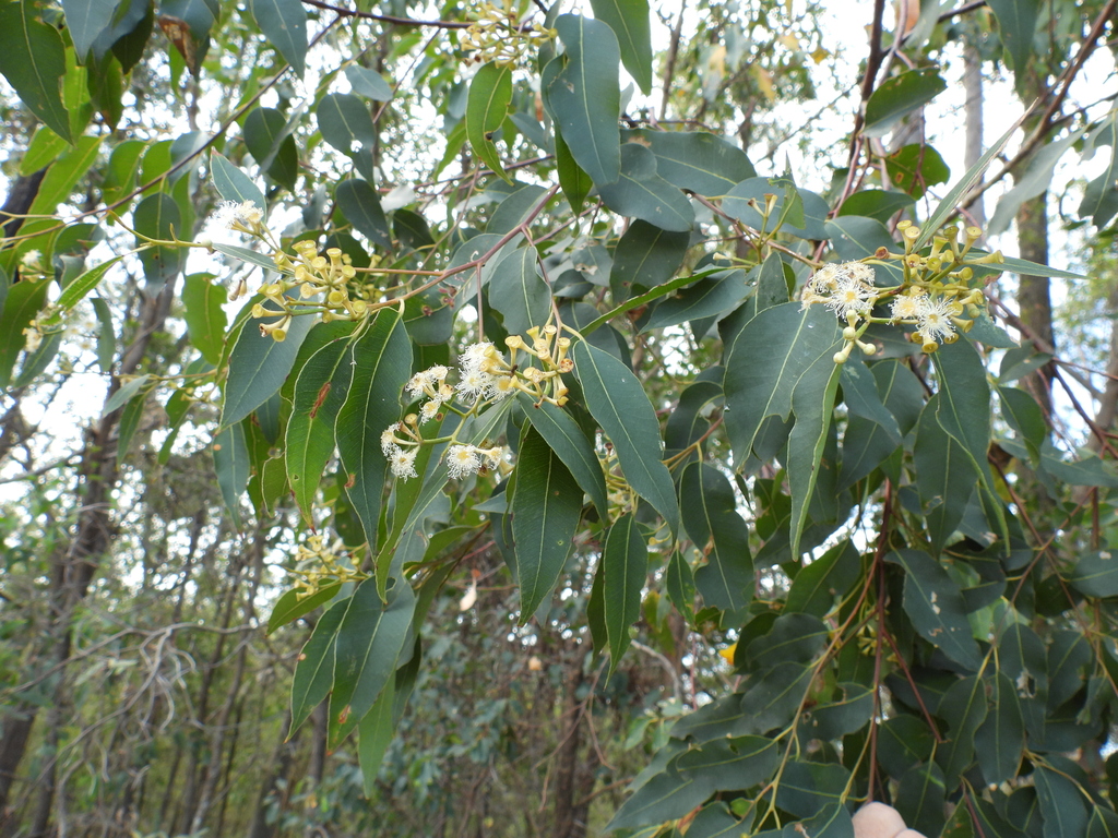 Australian tallowwood (Eucalyptus microcorys)