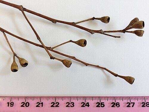 Australian tallowwood: Fruit of Eucalyptus microcorys (Tallowwood). Silverwater NSW Australia