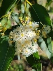 Australian tallowwood (Eucalyptus microcorys)