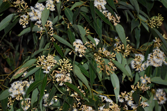 Australian tallowwood (Eucalyptus microcorys)