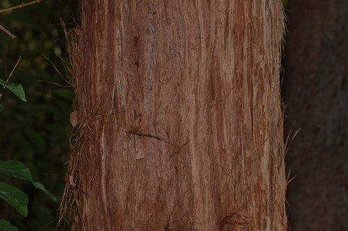 Australian tallowwood (Eucalyptus microcorys)