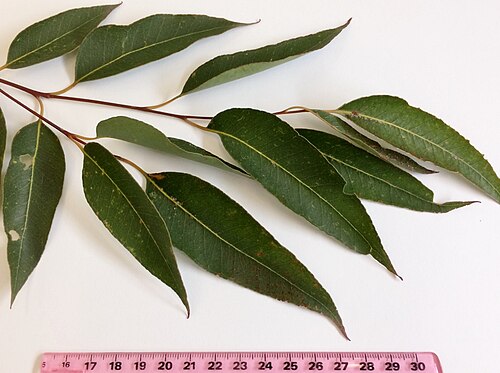 Australian tallowwood: Adult leaves of Eucalyptus microcorys