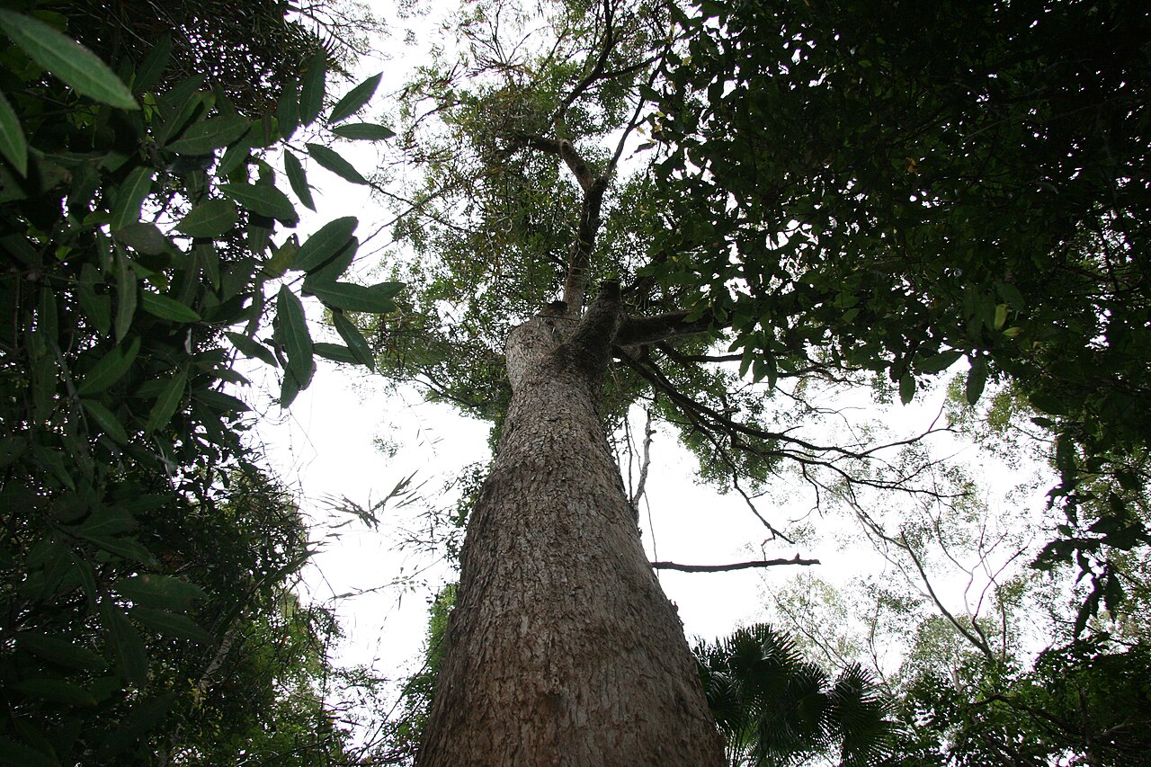 Australian tallowwood: Eucalyptus microcorys, Alex Forest Conservation Area, Alexandra Headland, Sunshine Coast