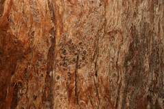 Australian tallowwood (Eucalyptus microcorys)