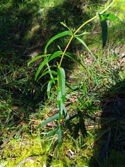 Manna gum (Eucalyptus viminalis)