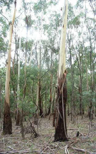 Manna gum (Eucalyptus viminalis)