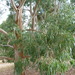Manna gum (Eucalyptus viminalis)