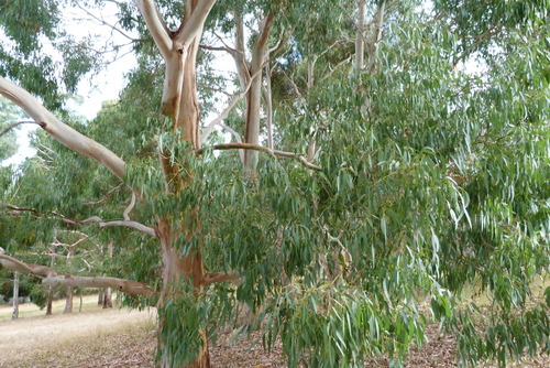 Manna gum (Eucalyptus viminalis)
