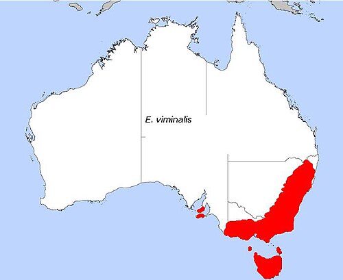 Manna gum: Carte d'Eucalyptus viminalis