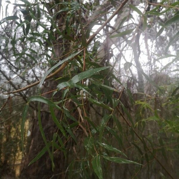 Manna gum (Eucalyptus viminalis)