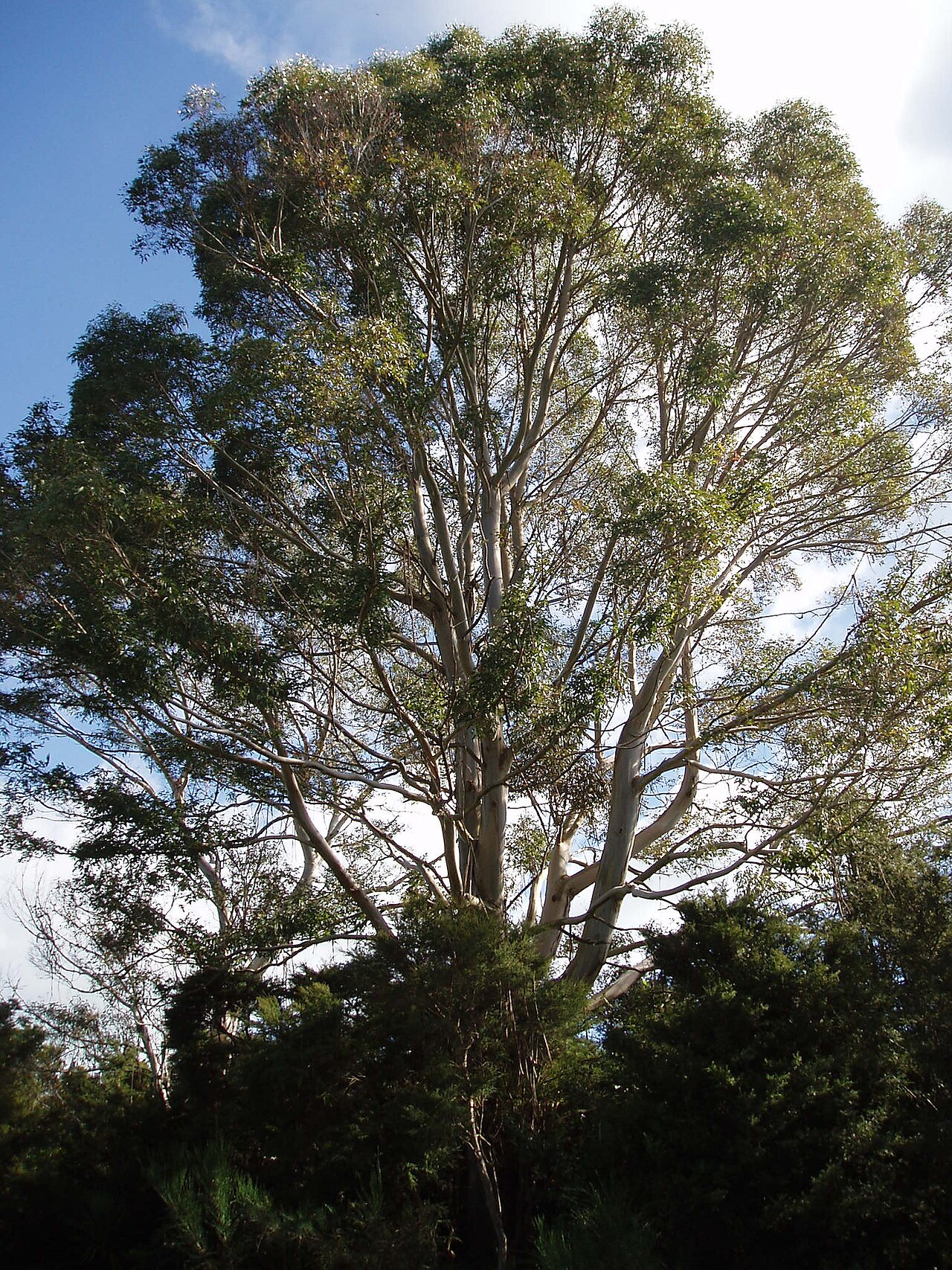 Manna gum (Eucalyptus viminalis)
