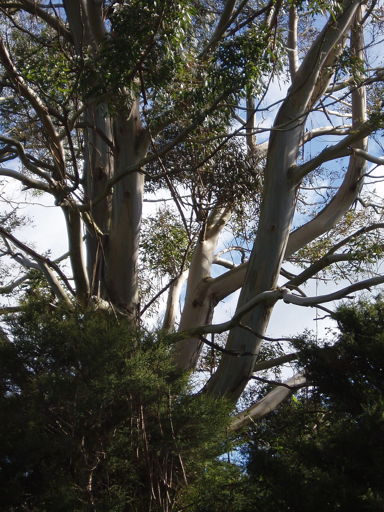 Manna gum (Eucalyptus viminalis)