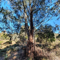 Manna gum (Eucalyptus viminalis)