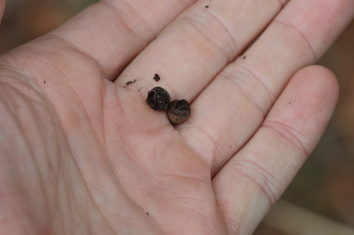 Manna gum (Eucalyptus viminalis)